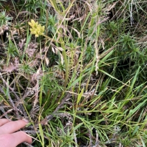 Aciphylla simplicifolia at Geehi, NSW - 13 Mar 2022 10:14 AM