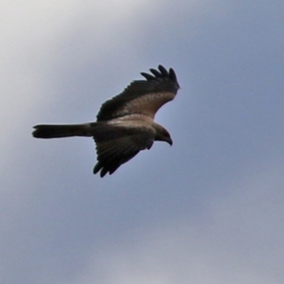 Haliastur sphenurus (Whistling Kite) at Fyshwick, ACT - 25 Mar 2022 by RodDeb