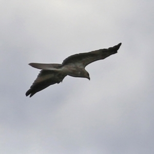 Haliastur sphenurus at Fyshwick, ACT - 25 Mar 2022 12:43 PM