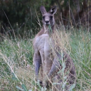 Macropus giganteus at Fyshwick, ACT - 25 Mar 2022