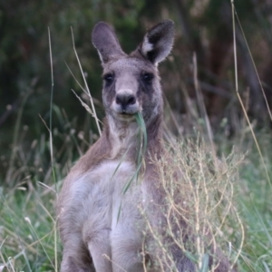 Macropus giganteus at Fyshwick, ACT - 25 Mar 2022