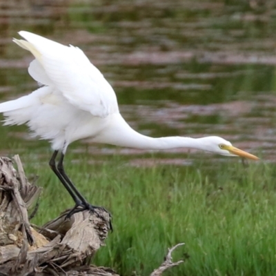 Ardea plumifera (Plumed Egret) at Jerrabomberra Wetlands - 25 Mar 2022 by RodDeb