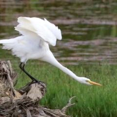 Ardea plumifera at Fyshwick, ACT - 25 Mar 2022