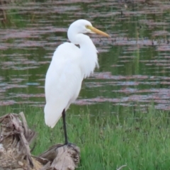 Ardea plumifera at Fyshwick, ACT - 25 Mar 2022 01:07 PM