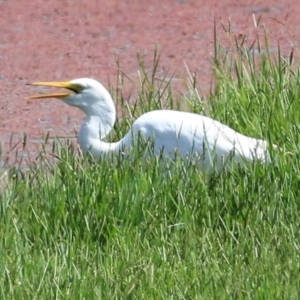 Ardea plumifera at Fyshwick, ACT - 25 Mar 2022