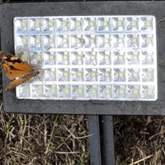 Heteronympha merope (Common Brown Butterfly) at Holt, ACT - 26 Mar 2022 by JimL