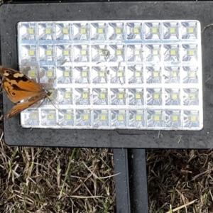 Heteronympha merope at Holt, ACT - 26 Mar 2022