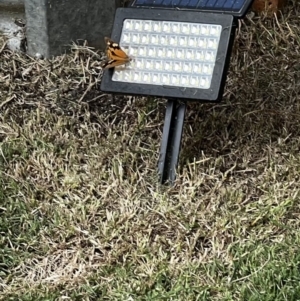 Heteronympha merope at Holt, ACT - 26 Mar 2022