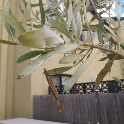 Tenodera australasiae (Purple-winged mantid) at Gungahlin, ACT - 26 Mar 2022 by Esita