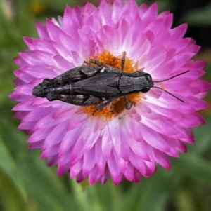 Phaulacridium vittatum at Acton, ACT - 26 Mar 2022