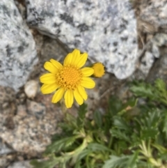 Senecio pectinatus var. major (Alpine Groundsel) at Kosciuszko, NSW - 13 Mar 2022 by Ned_Johnston