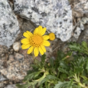 Senecio pectinatus var. major at Kosciuszko, NSW - 13 Mar 2022