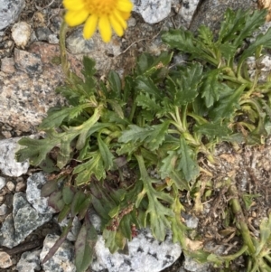 Senecio pectinatus var. major at Kosciuszko, NSW - 13 Mar 2022