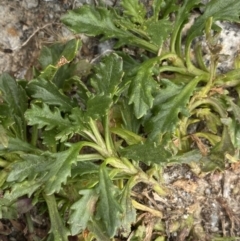 Senecio pectinatus var. major at Kosciuszko, NSW - 13 Mar 2022