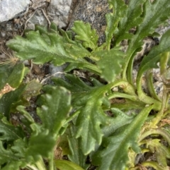 Senecio pectinatus var. major at Kosciuszko, NSW - 13 Mar 2022