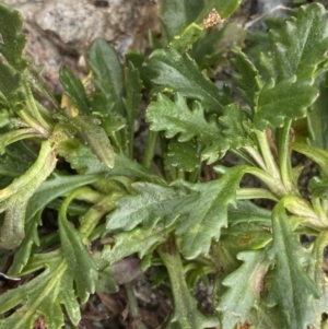 Senecio pectinatus var. major at Kosciuszko, NSW - 13 Mar 2022