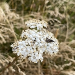 Achillea millefolium (Yarrow) at Kosciuszko, NSW - 13 Mar 2022 by Ned_Johnston