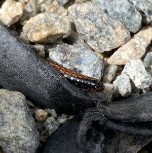 Paradoxosomatidae sp. (family) at Kosciuszko, NSW - 13 Mar 2022