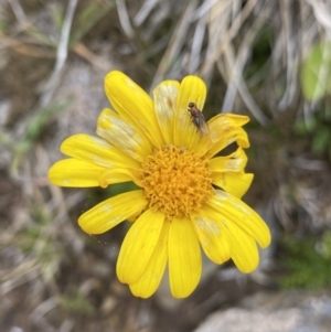 Scapisenecio pectinatus var. major at Kosciuszko National Park, NSW - 13 Mar 2022 12:45 PM