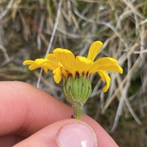 Senecio pectinatus var. major at Kosciuszko National Park, NSW - 13 Mar 2022