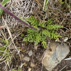 Senecio pectinatus var. major at Kosciuszko National Park, NSW - 13 Mar 2022