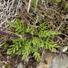 Senecio pectinatus var. major at Kosciuszko National Park, NSW - 13 Mar 2022