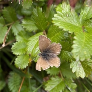 Neolucia hobartensis at Kosciuszko National Park, NSW - 13 Mar 2022