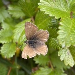 Neolucia hobartensis at Kosciuszko National Park, NSW - 13 Mar 2022