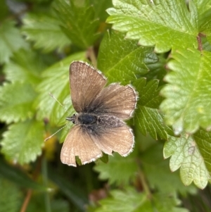 Neolucia hobartensis at Kosciuszko National Park, NSW - 13 Mar 2022