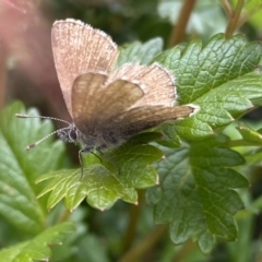 Neolucia hobartensis at Kosciuszko National Park, NSW - 13 Mar 2022