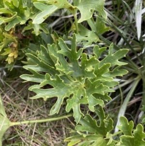 Ranunculus anemoneus at Geehi, NSW - 13 Mar 2022