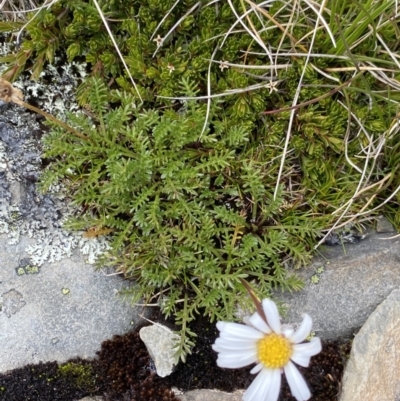 Brachyscome nivalis (Snow Daisy) at Geehi, NSW - 13 Mar 2022 by Ned_Johnston