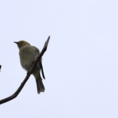 Ptilotula penicillata (White-plumed Honeyeater) at Belconnen, ACT - 20 Mar 2022 by JimL