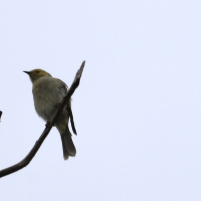 Ptilotula penicillata (White-plumed Honeyeater) at Belconnen, ACT - 20 Mar 2022 by JimL