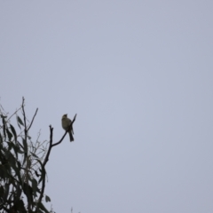 Ptilotula penicillata at Belconnen, ACT - 20 Mar 2022