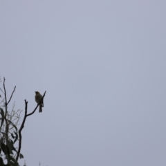 Ptilotula penicillata at Belconnen, ACT - 20 Mar 2022