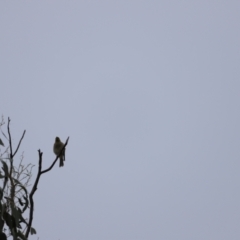 Ptilotula penicillata at Belconnen, ACT - 20 Mar 2022