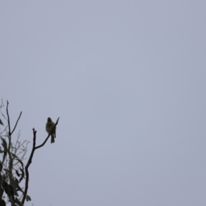 Ptilotula penicillata at Belconnen, ACT - 20 Mar 2022