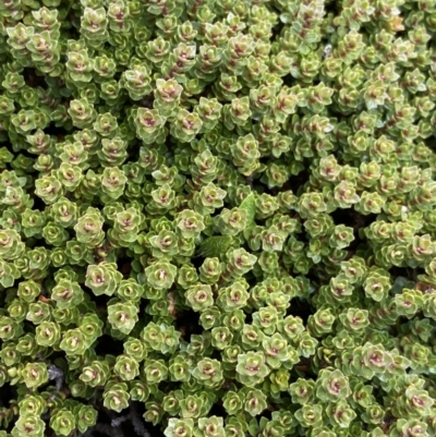 Ewartia nubigena (Silver Ewartia) at Kosciuszko National Park, NSW - 13 Mar 2022 by Ned_Johnston