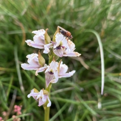 Prasophyllum alpestre (Mauve leek orchid) at Kosciuszko National Park, NSW - 13 Mar 2022 by Ned_Johnston