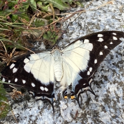 Charaxes sempronius (Tailed Emperor) at Kosciuszko National Park, NSW - 13 Mar 2022 by Ned_Johnston