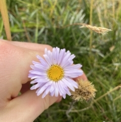 Brachyscome spathulata (Coarse Daisy, Spoon-leaved Daisy) at Kosciuszko National Park, NSW - 13 Mar 2022 by Ned_Johnston