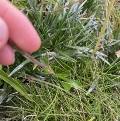 Brachyscome spathulata at Kosciuszko National Park, NSW - 13 Mar 2022