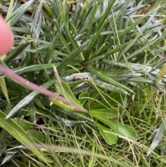 Brachyscome spathulata at Kosciuszko National Park, NSW - 13 Mar 2022