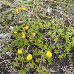 Leptorhynchos squamatus subsp. alpinus (Scaly Buttons) at Kosciuszko National Park, NSW - 13 Mar 2022 by NedJohnston