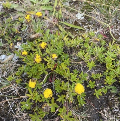 Leptorhynchos squamatus subsp. alpinus (Scaly Buttons) at Kosciuszko National Park, NSW - 13 Mar 2022 by NedJohnston