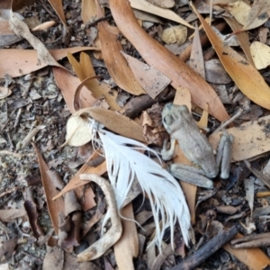 Litoria peronii at Paddys River, ACT - 26 Mar 2022