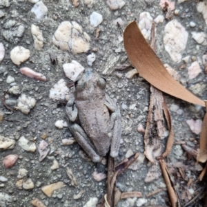 Litoria peronii at Paddys River, ACT - 26 Mar 2022