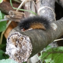 Arctiinae (subfamily) at McKellar, ACT - 26 Mar 2022