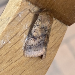 Diarsia intermixta (Chevron Cutworm, Orange Peel Moth.) at Jerrabomberra, NSW - 26 Mar 2022 by SteveBorkowskis